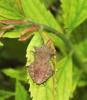 Coreus marginatus